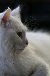 Turkish Angora, Chilly