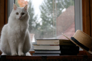 Turkish Angora study