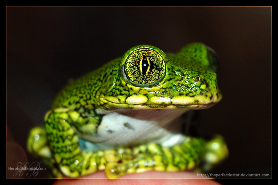 L vermiculatus sept 2007