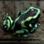 Dendrobates auratus