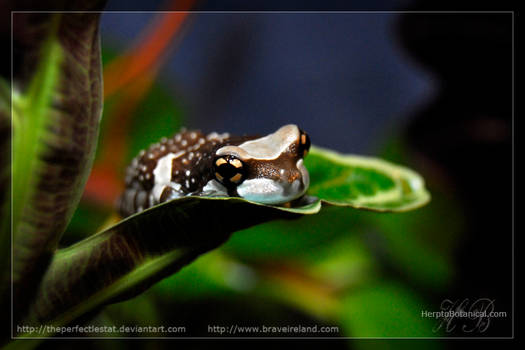 Amazon Milk Frog