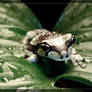 Milk Frog on a Leaf