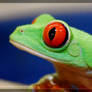 Red Eye Tree Frog