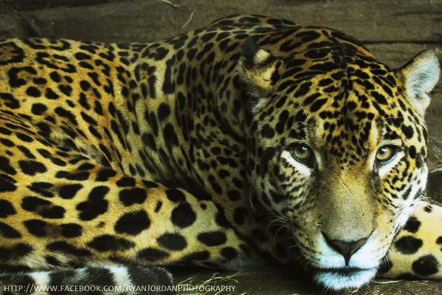 Jaguar