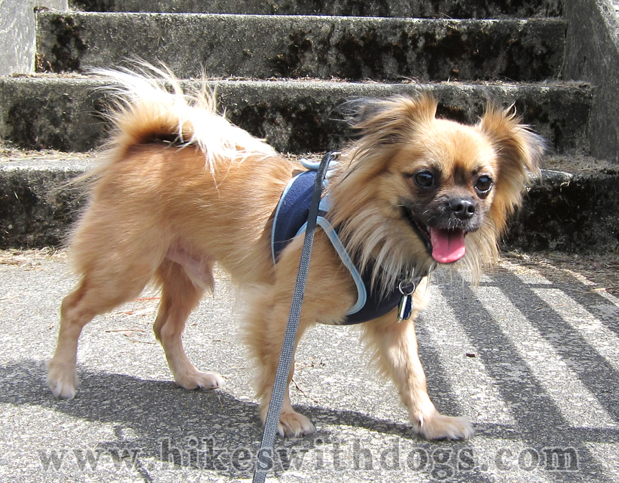 Bentley on a Stroll