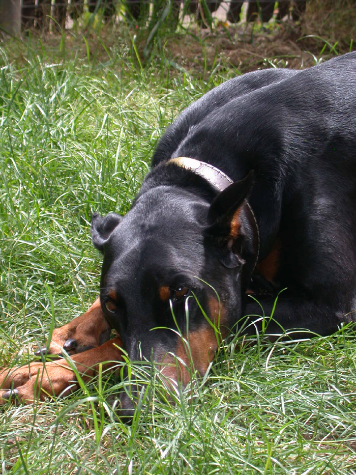 doberman