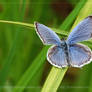 Blue Butterfly