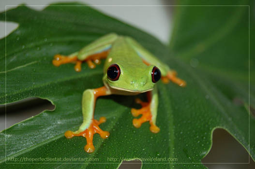 Red Eyed Tree Frog