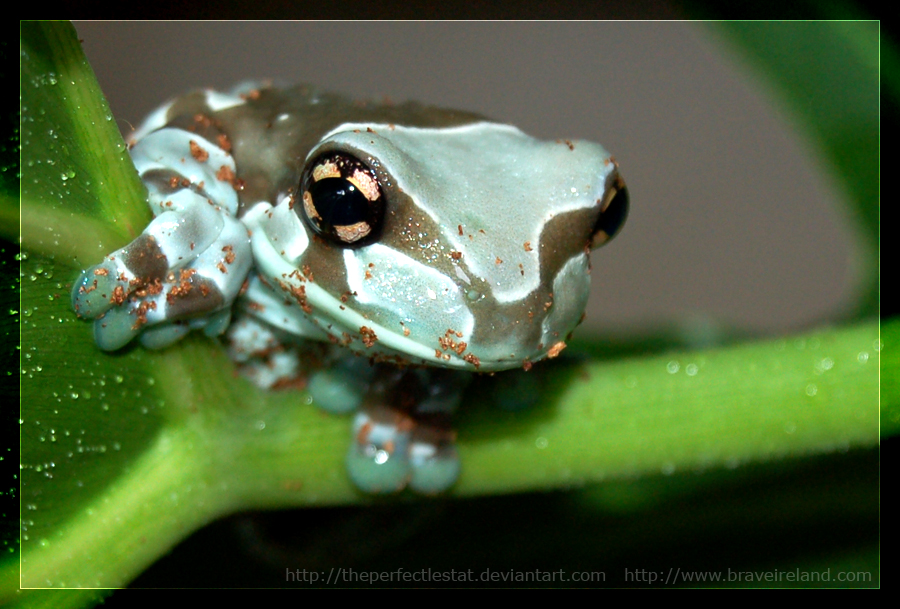 Milk Frog Perch