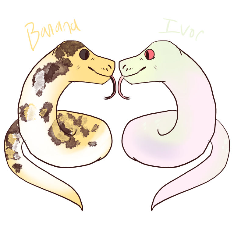Burmese python breeding pair 2 by Draco-Muffin on DeviantArt