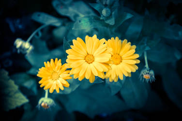 Beautiful yellow blossoms by unikatdesign