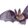 Fledermaus