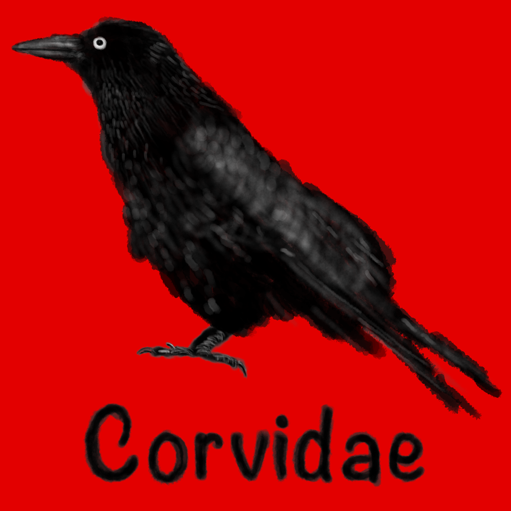 Corvidae