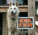 Beware of the dog by tain8