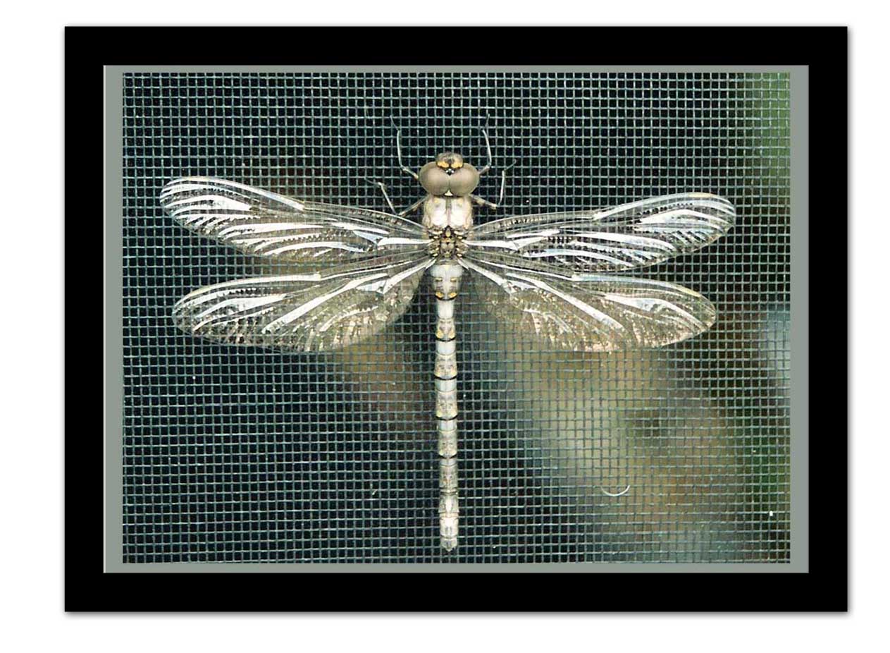 Fly DragonFly