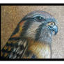 Kestrel - close up