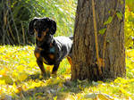 Weiner in the Leaves by Dani-the-Naiad