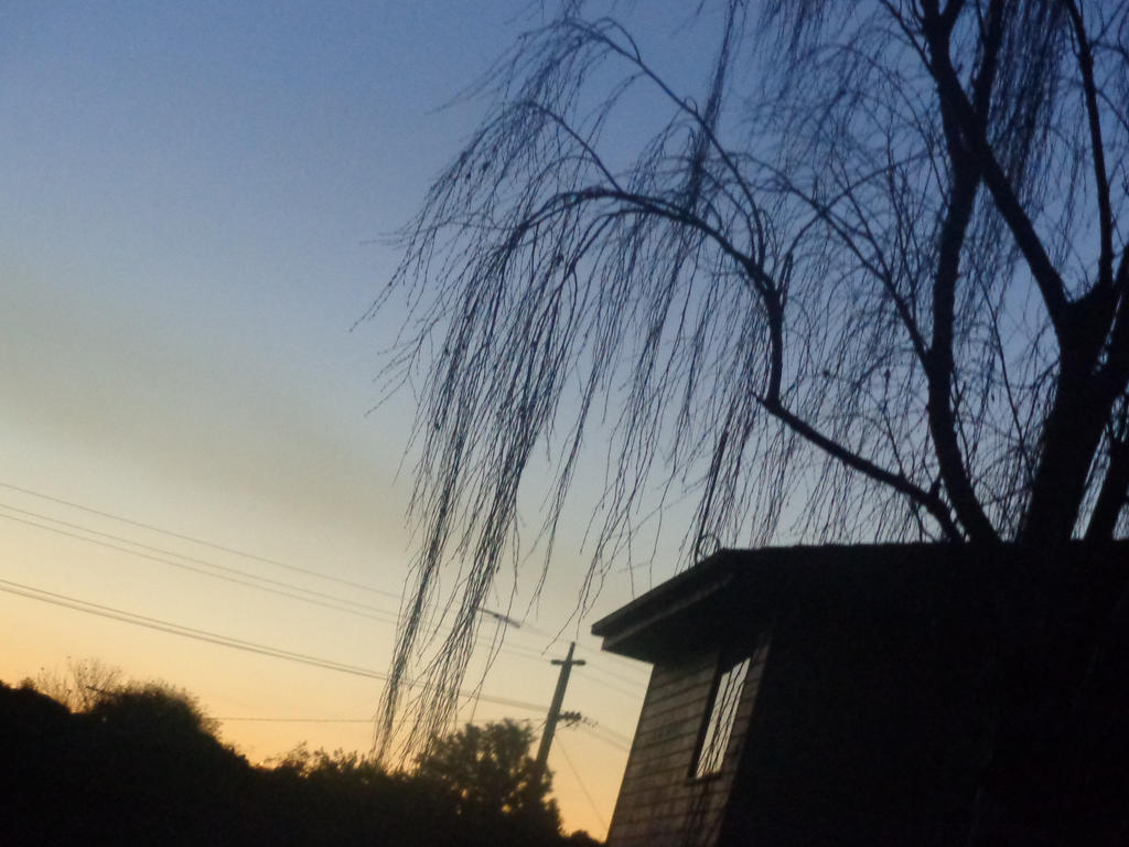 Blueish Yellowish Skies and Awesome Sauce Tree