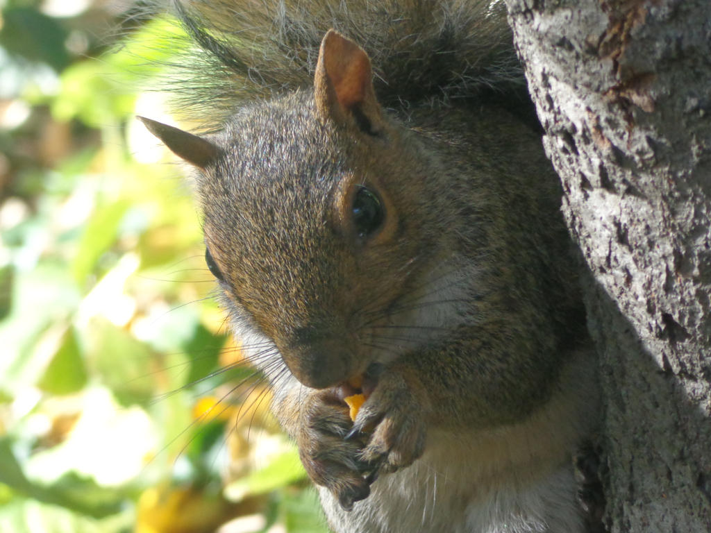 Squirrel Eating It's Food