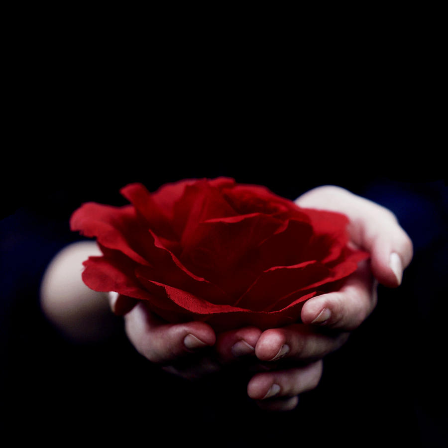 Kritisere fokus Bevægelse blood red roses by eemotional on DeviantArt
