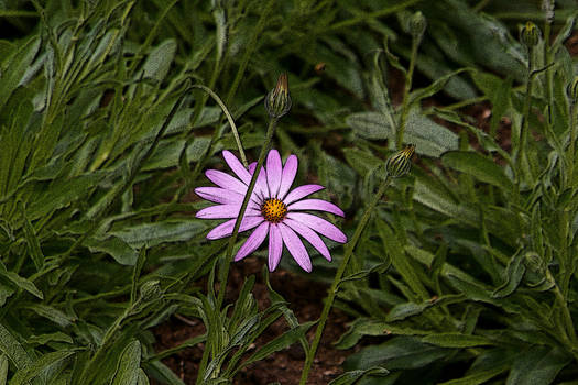 Pink flower