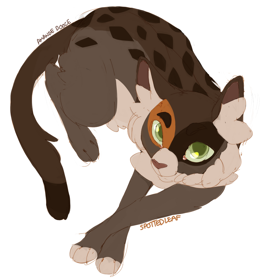 Spottedleaf Falling Spottedleaf by Amande-Dooce on DeviantArt