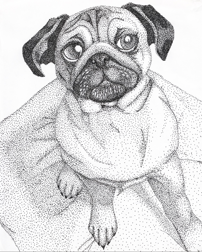 Dotted Pug