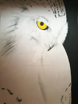 White Owl