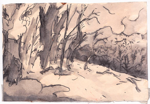 Winter woods