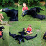Giant Toothless Poseable!