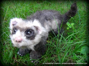 Ferret - Handmade OOAK Poseable Artdoll by SonsationalCreations Ferret - Handmade OOAK Poseable Artdoll by SonsationalCreations