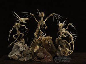 Dragon Skeletons - Skeletal Articulation