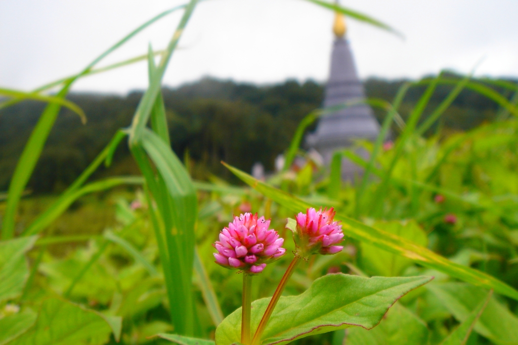 flowers of the temple