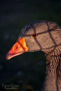 Stripe Duck