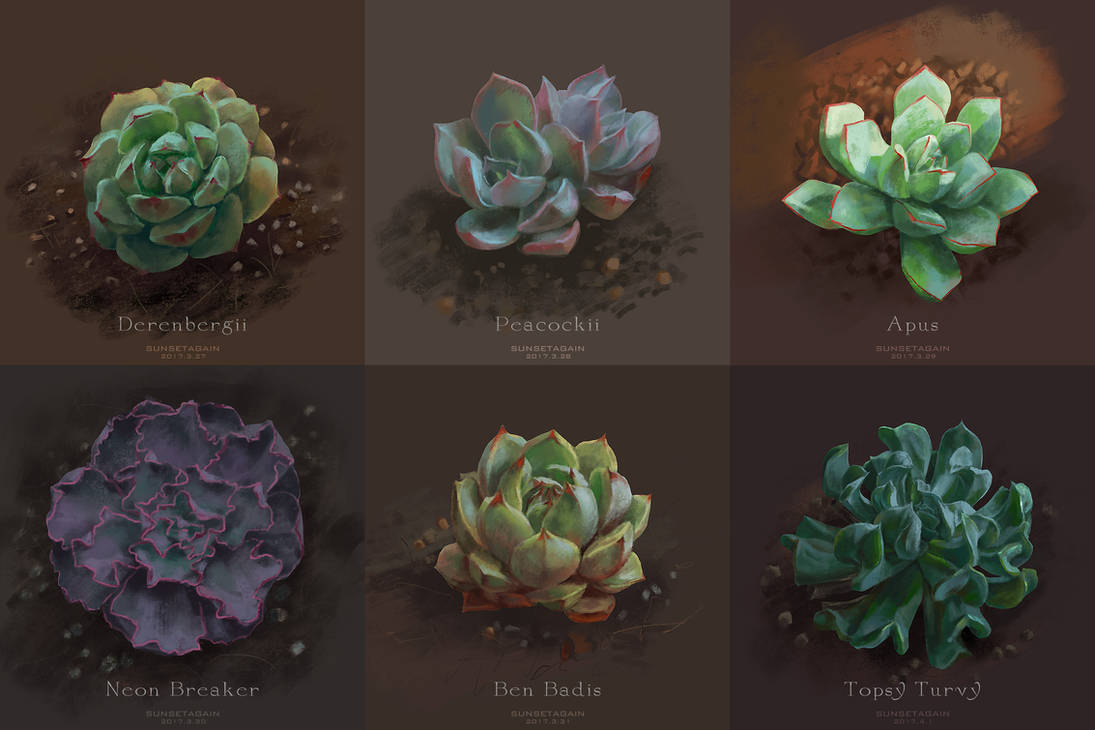 Succulent sketches 1 by sunsetagain