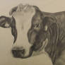 Cow Pencil Drawing