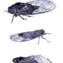 cicadas