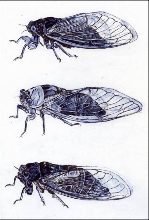 more cicadas