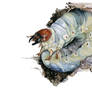stag beetle larva