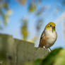 Silvereye confused