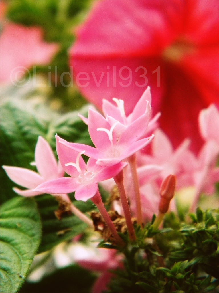 pretty pink flowers