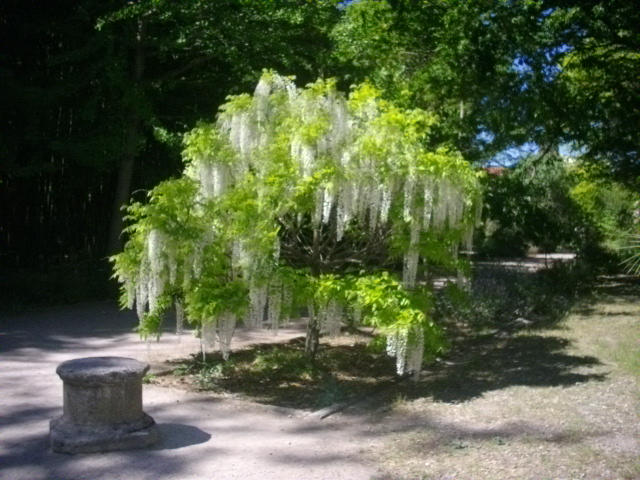 01 Tree - By Creationtakesun - Free Donate by creationtakesun 01 Tree - By Creationtakesun - Free Donate by creationtakesun
