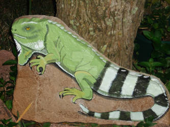 Iguana on a Rock