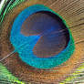 Peacock Feather - Detail
