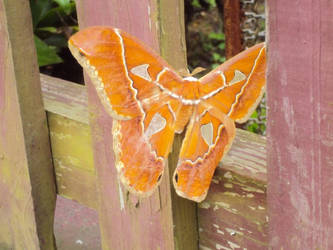 Orange Butterfly