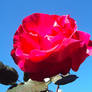 Red Rose, Blue Sky