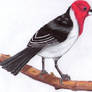 Red-Cowled Cardinal