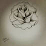 Rose Sketch tattoo