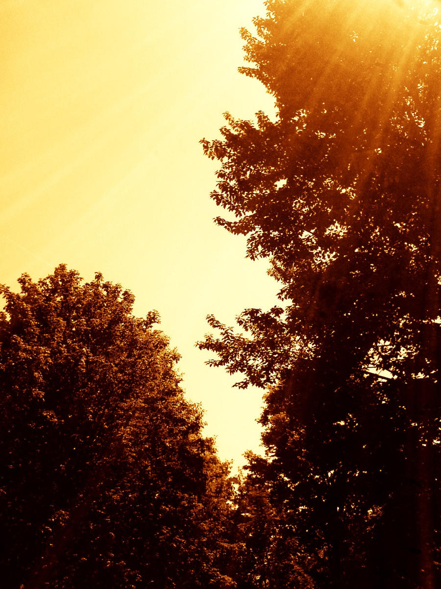 Sun In Trees