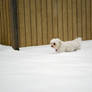 Snowy Puppy 2